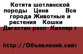 Котята шотланской породы › Цена ­ 40 - Все города Животные и растения » Кошки   . Дагестан респ.,Кизляр г.